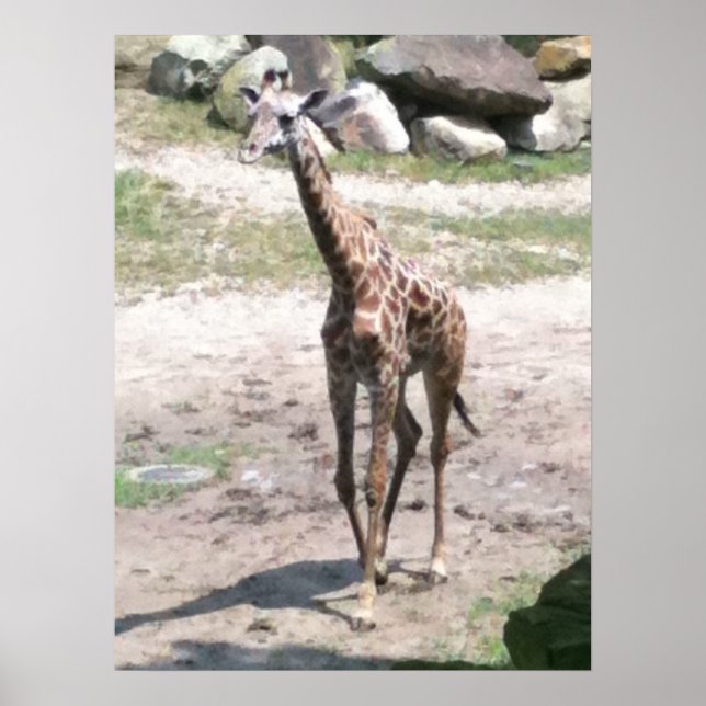 Poster Photo d'une petite girafe marchant dans des affich (Devant)
