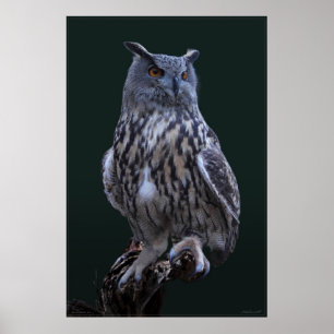 Poster photo Eagle Owl -24x36 -plus petit disponib