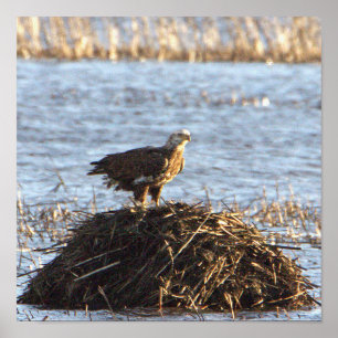 Poster photo Eagles
