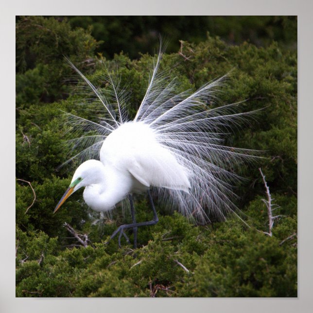 Poster photo Egret (Devant)