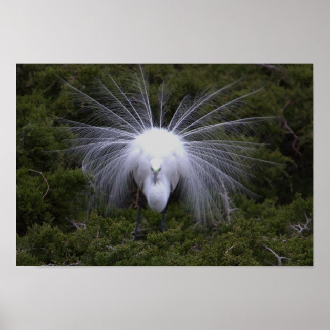 Poster photo Egret (Devant)