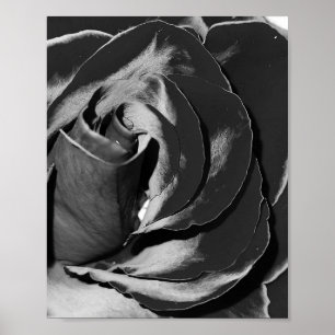 Poster photo Elegant Black and White Rose