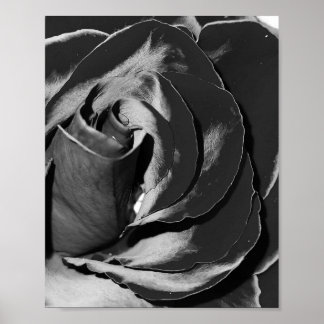 Poster photo Elegant Black and White Rose