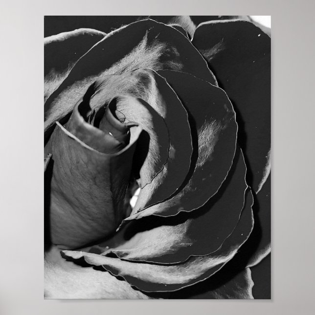 Poster photo Elegant Black and White Rose (Devant)