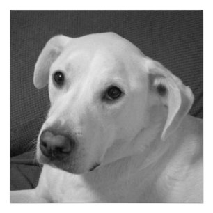 Poster Photo en noir et blanc d'un beau chien à l'âne