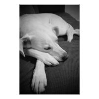 Photo en noir et blanc d'un beau chien dormant