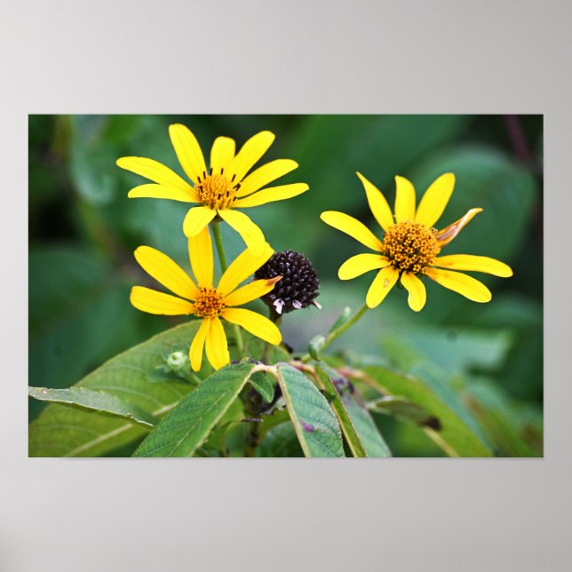 Poster photo Fleurs Jaunes (Devant)