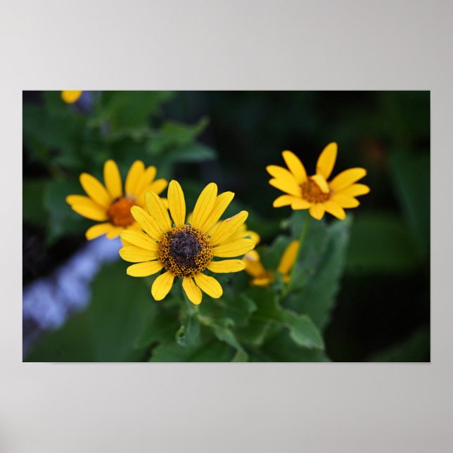 Poster photo Fleurs Jaunes (Devant)