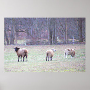 Poster photo Flock of Sheep