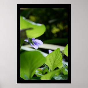 Poster photo floral violet secret