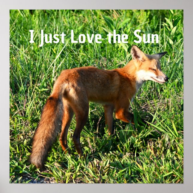 Poster photo Fox (Devant)