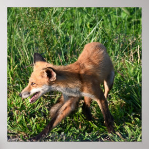 Poster photo Fox