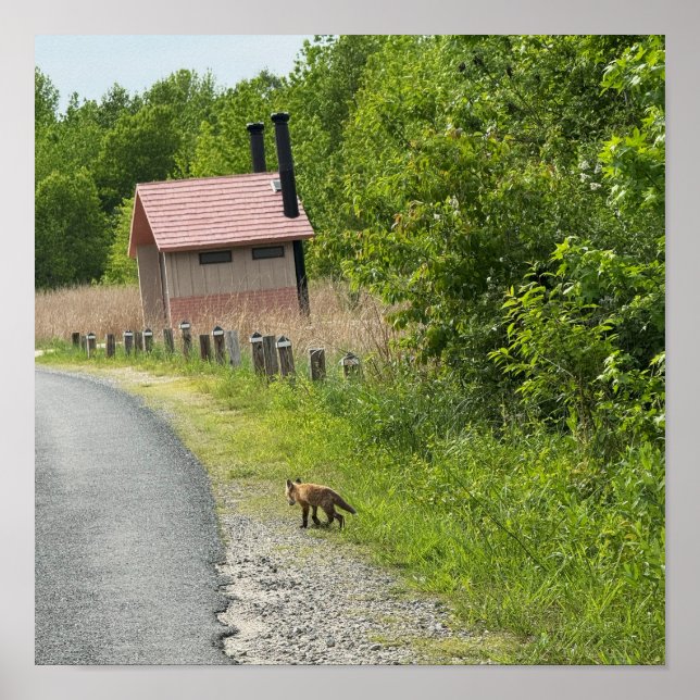 Poster photo Fox (Devant)