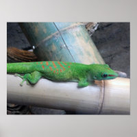 Poster photo Gecko de Madagascar