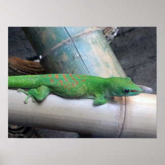 Poster photo Gecko de Madagascar