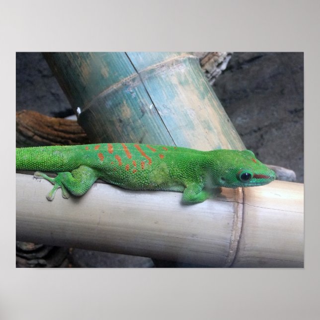 Poster photo Gecko de Madagascar (Devant)
