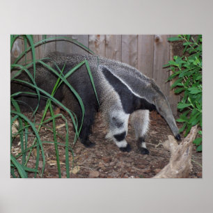 Poster photo Giant Anteater