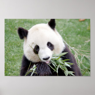 Poster Photo giant panda , animals 0334.