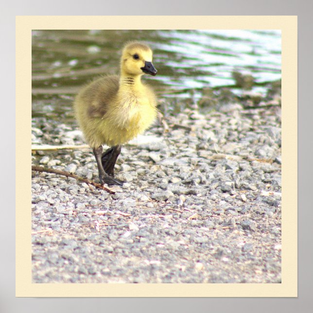Poster photo Gosling (Devant)