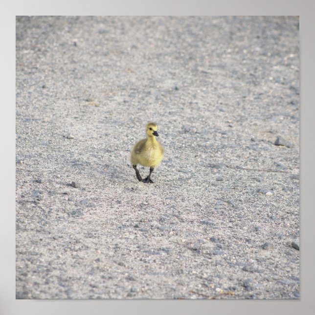 Poster photo Gosling (Devant)
