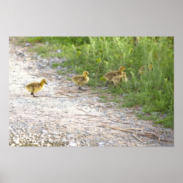 Poster photo Goslings (Devant)