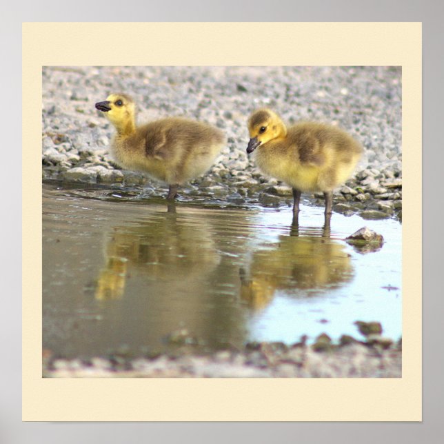 Poster photo Goslings (Devant)