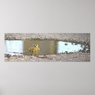 Poster photo Goslings