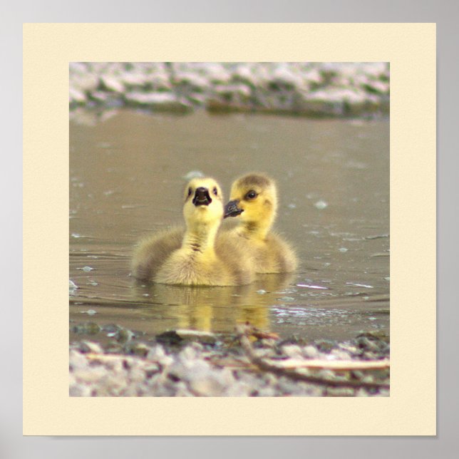 Poster photo Goslings (Devant)