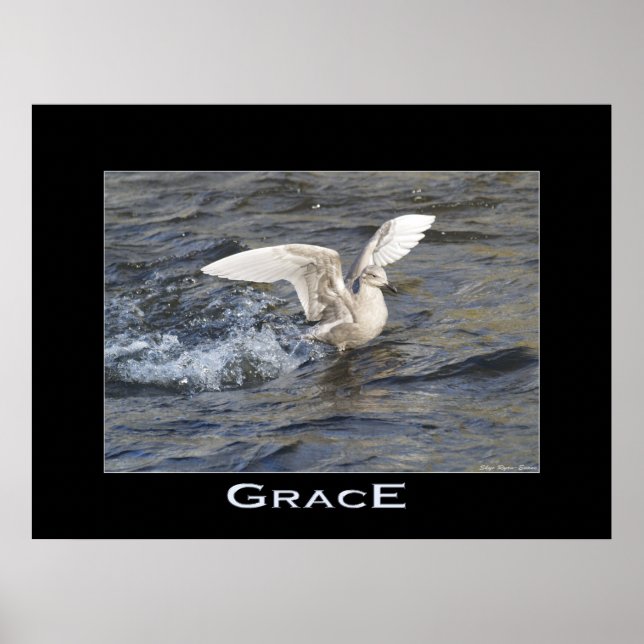 Poster photo GRACE Sea-Gull Landing (Devant)