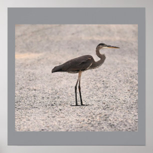 Poster photo Great Blue Heron