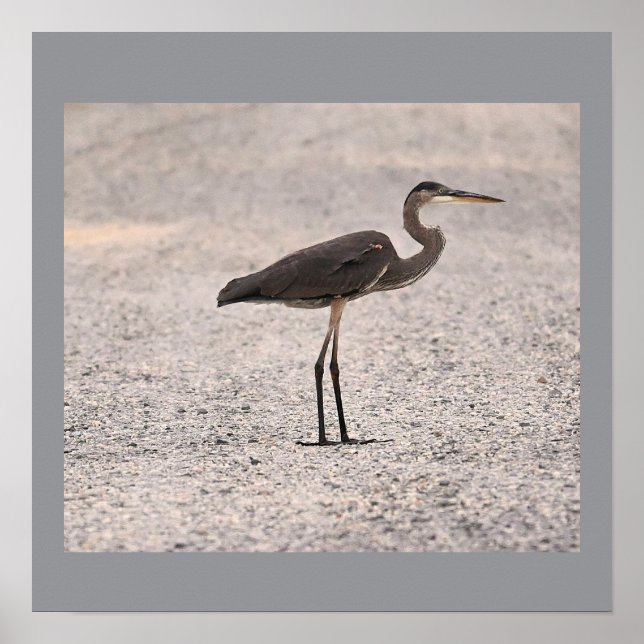 Poster photo Great Blue Heron (Devant)