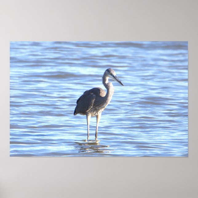 Poster photo Great Blue Heron (Devant)