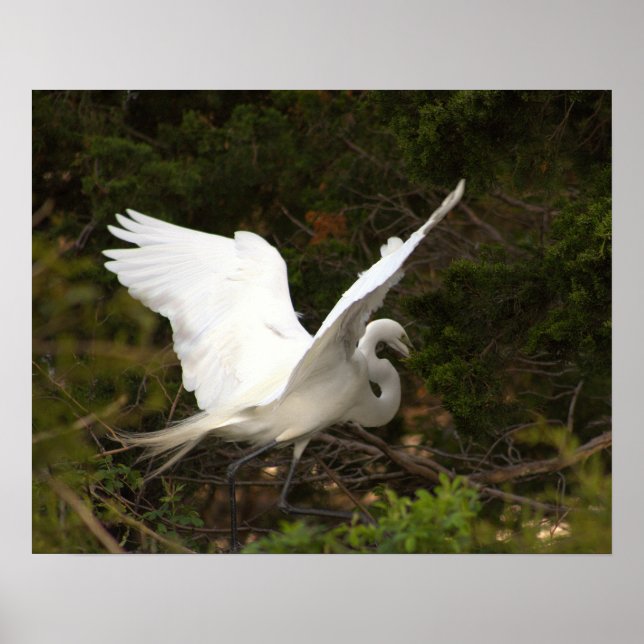 Poster photo Great Egret (Devant)