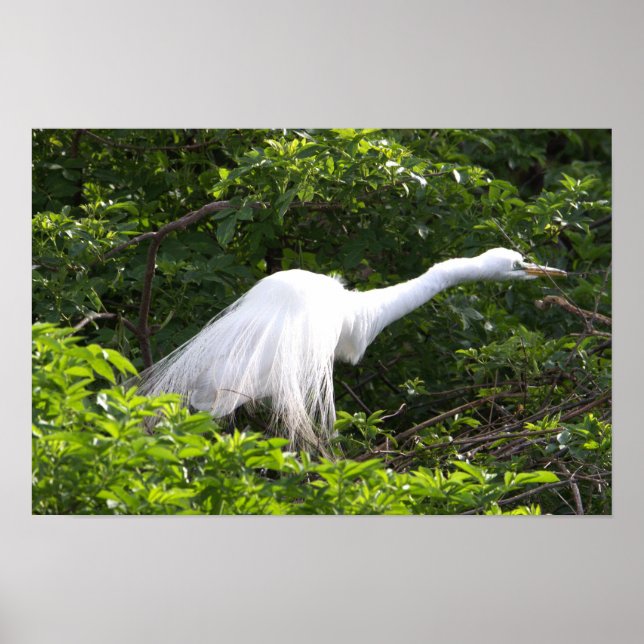Poster photo Heron (Devant)