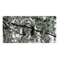 Photo hivernale sous le pin couvert de neige