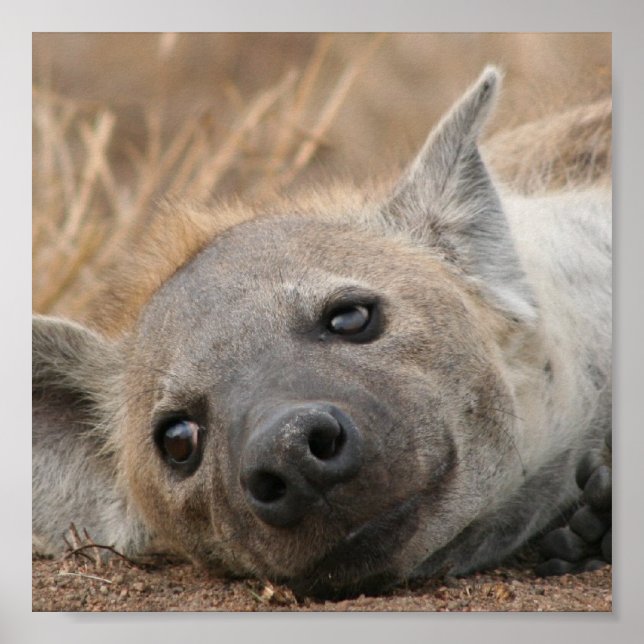 Poster photo Hyena (Devant)