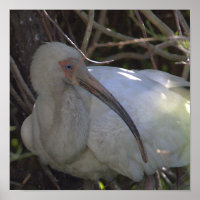 Poster photo Ibis blanc