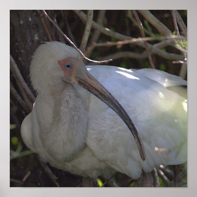 Poster photo Ibis blanc (Devant)