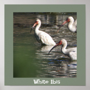 Poster photo Ibis blanc