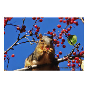 Poster Photo Kansas Fox Tail Squirrel.