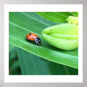 Poster Photo Ladybug