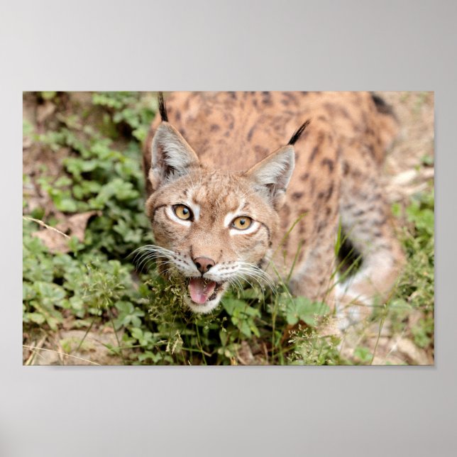 Poster Photo lynx cat, animaux. (Devant)