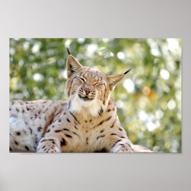 Poster Photo lynx cat, animaux. (Devant)