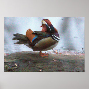 Poster photo Mandarin Duck