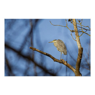 Poster Photo nature du héron cendré perché