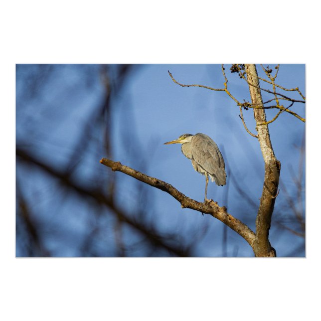 Poster Photo nature du héron cendré perché (Devant)