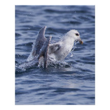 Poster photo nature Fulmar