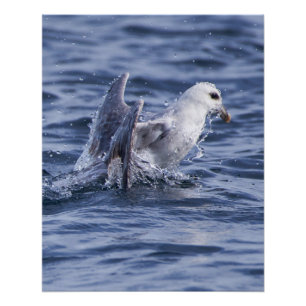 Poster photo nature Fulmar