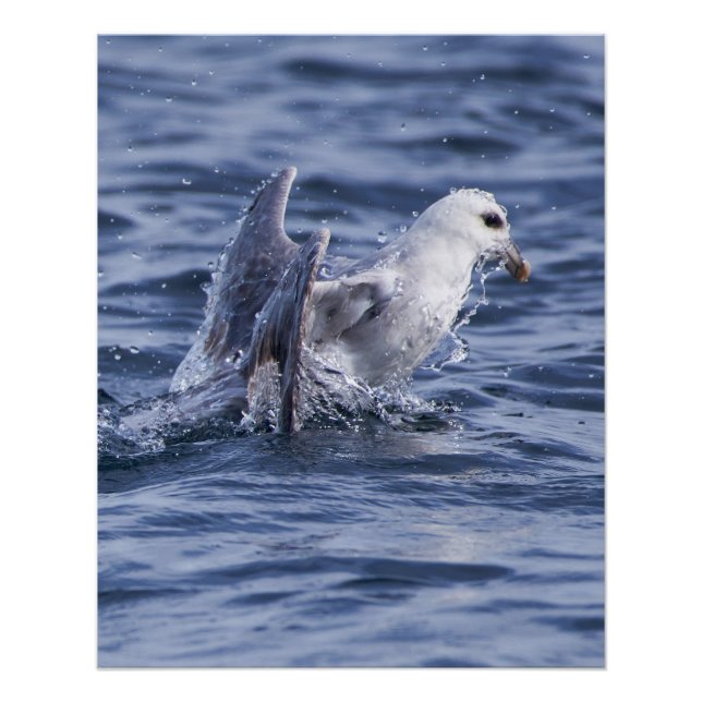 Poster photo nature Fulmar (Devant)