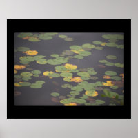 Poster photo nénuphar